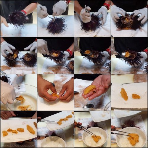 Step by step collage of how to open sea urchin