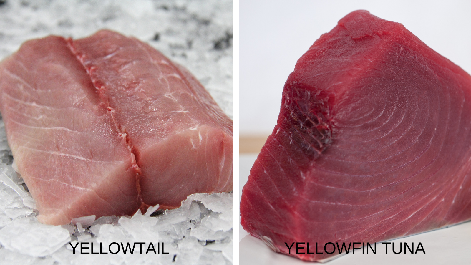 Yellowtail vs Yellowfin Tuna - Catalina Offshore - Online Fish Market